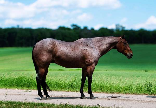 flashy-quarter-horse