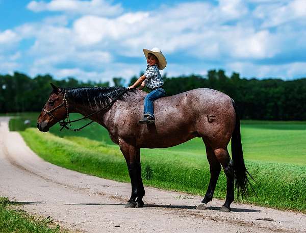 husband-safe-quarter-horse