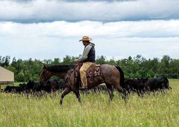 performance-quarter-horse