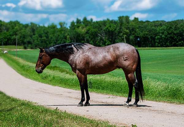 kid-safe-quarter-horse