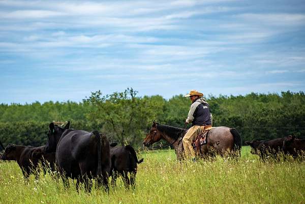 ranch-versatility-quarter-horse