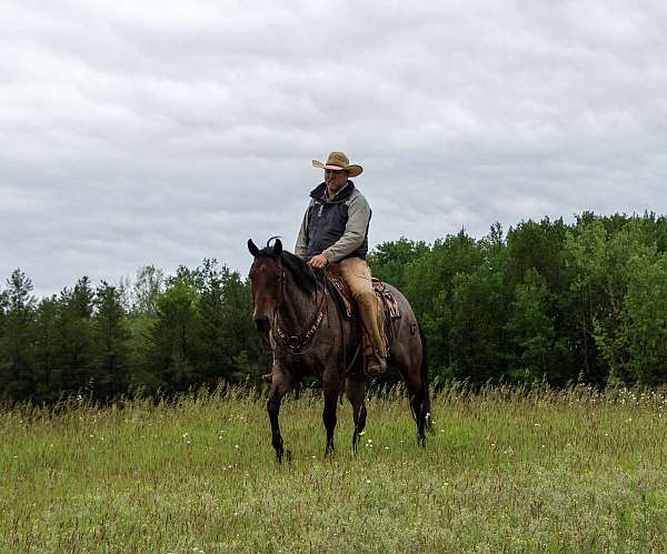 ranch-work-quarter-horse