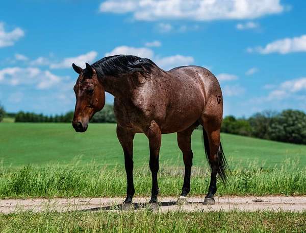 rodeo-quarter-horse