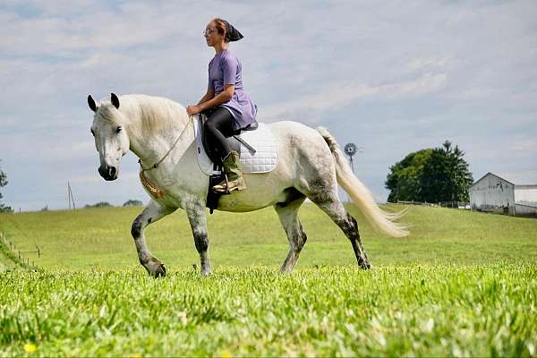 cross-welsh-pony