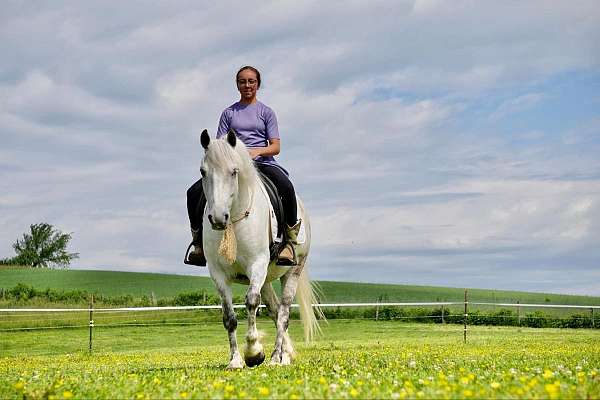 driving-welsh-pony