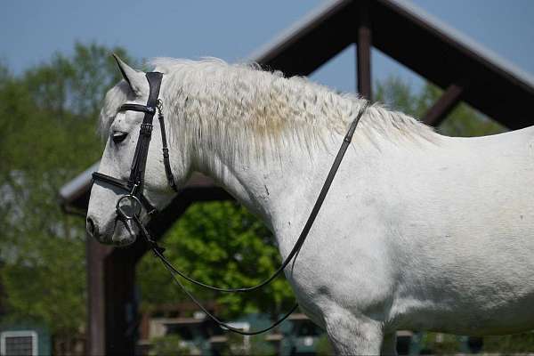 flashy-welsh-pony