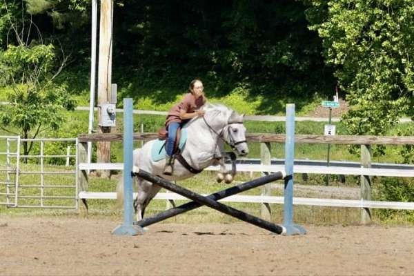 jumping-welsh-pony