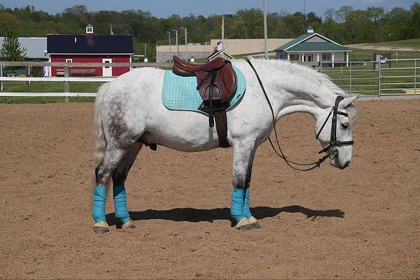 kid-safe-welsh-pony