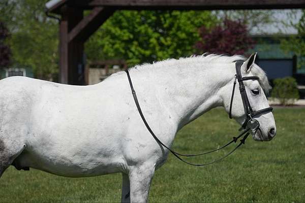 lesson-welsh-pony