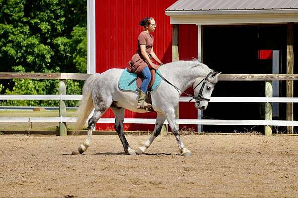 parade-welsh-pony