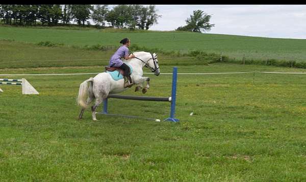 performance-welsh-pony