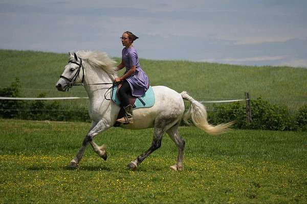 show-welsh-pony