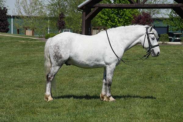 trail-welsh-pony