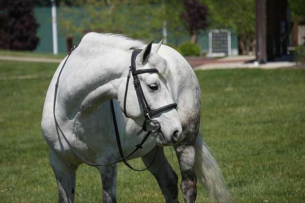 athletic-welsh-pony