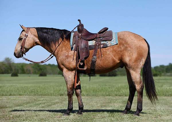 beginner-quarter-horse