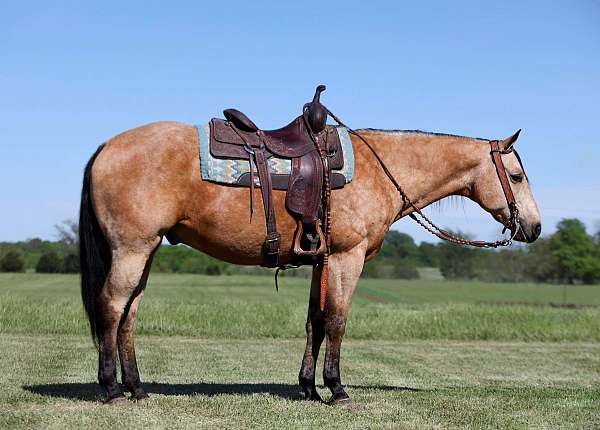 athletic-quarter-horse