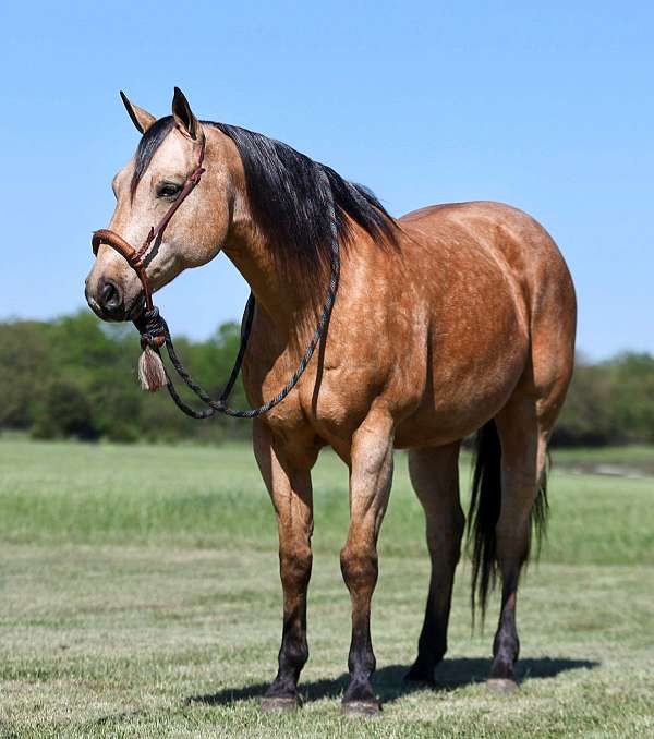 calf-roping-quarter-horse