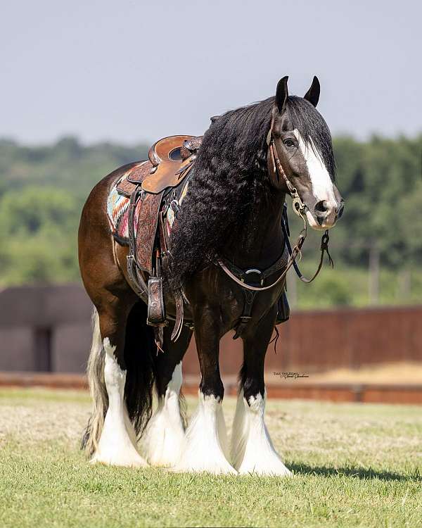 athletic-gypsy-vanner-horse