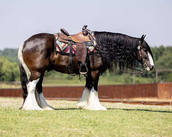 driving-gypsy-vanner-horse