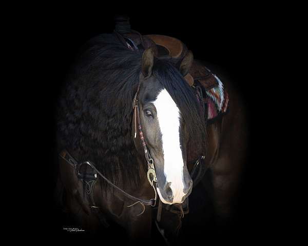 husband-safe-gypsy-vanner-horse