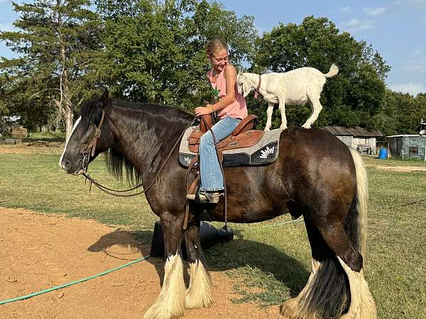 flashy-gypsy-vanner-horse