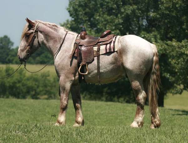 driving-draft-horse