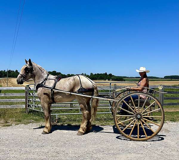 athletic-draft-horse