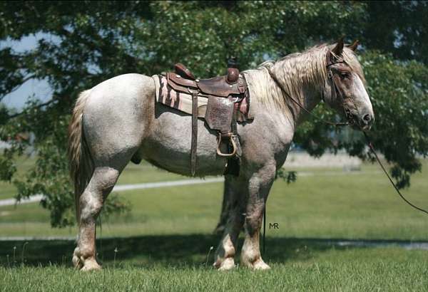 flashy-draft-horse