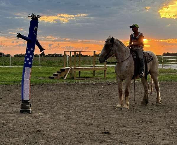 husband-safe-draft-horse