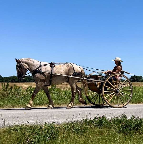 ranch-work-draft-horse