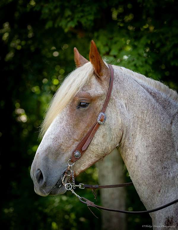 parade-draft-horse