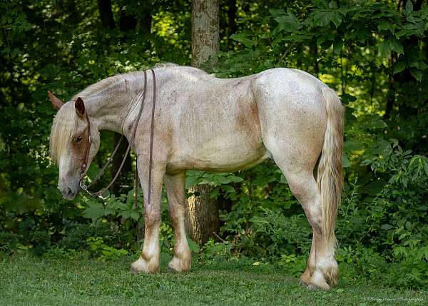 performance-draft-horse