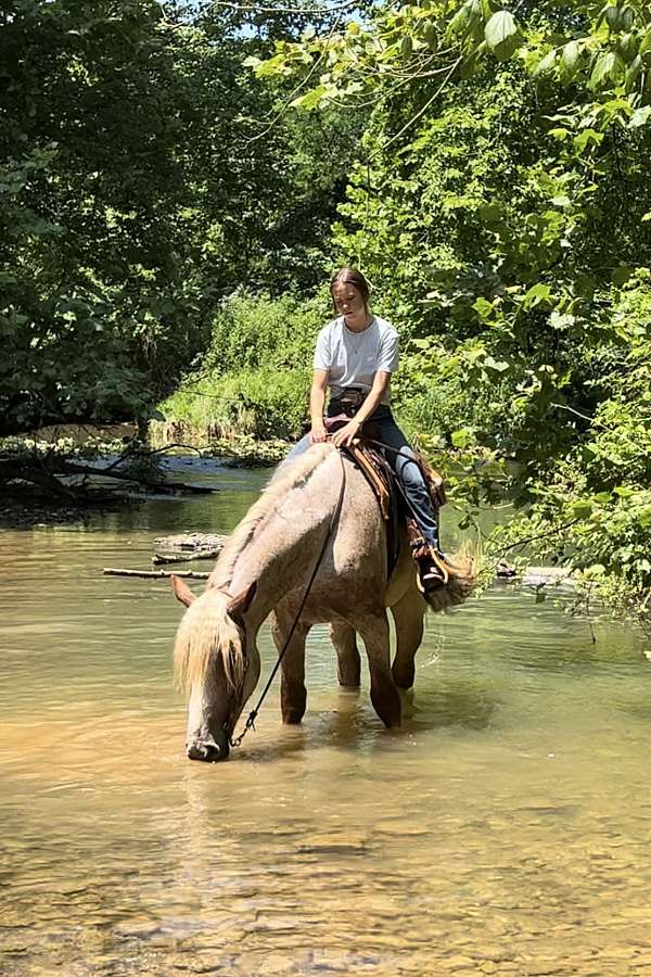 ridden-english-draft-horse