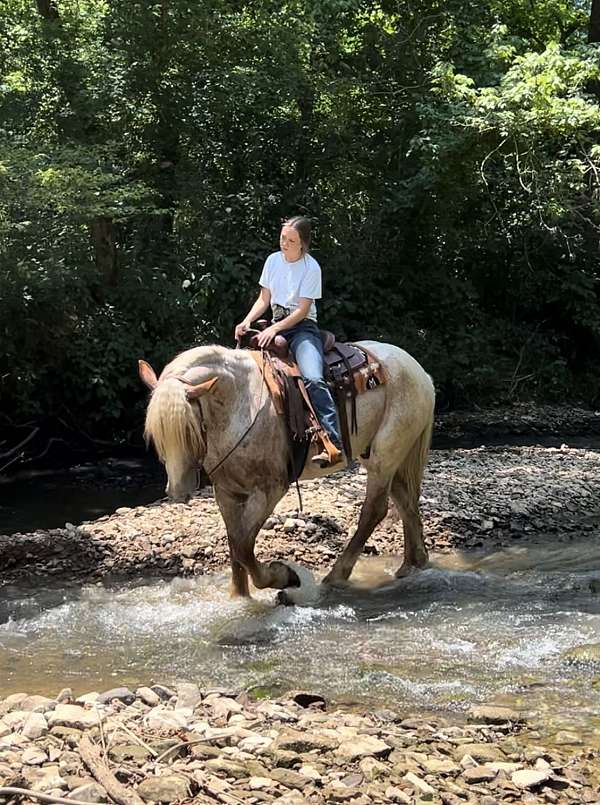 ridden-western-draft-horse