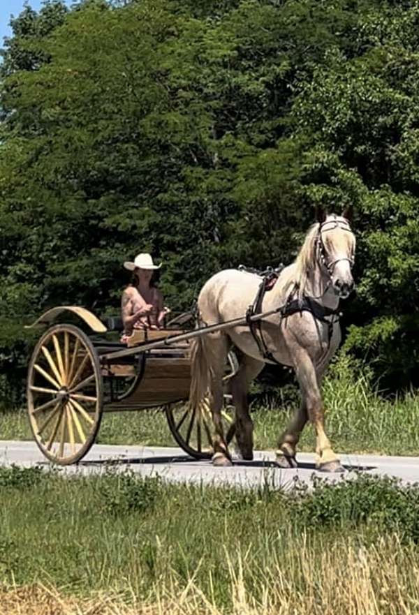 show-draft-horse