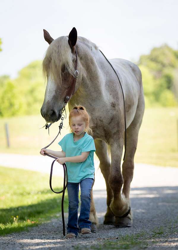 trail-draft-horse