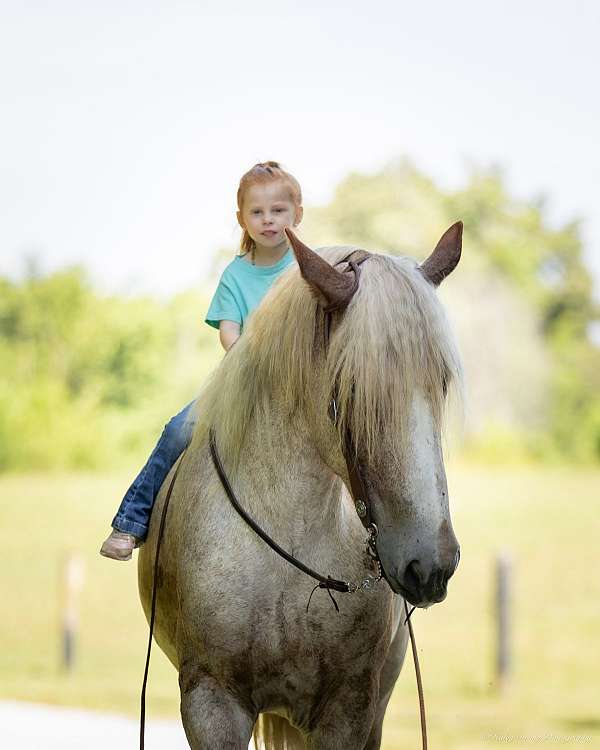 trail-riding-draft-horse