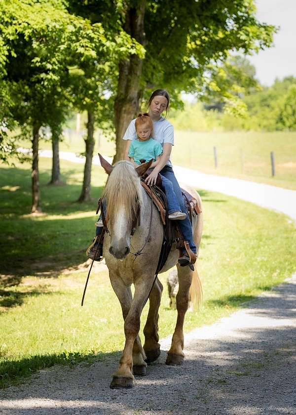 red-roan-draft-gelding