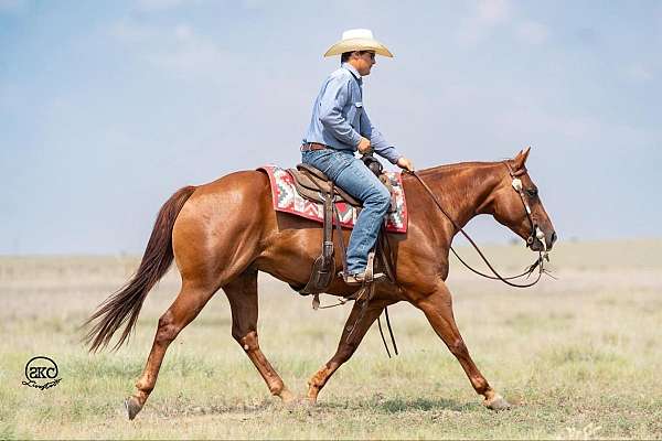 calf-roping-quarter-horse