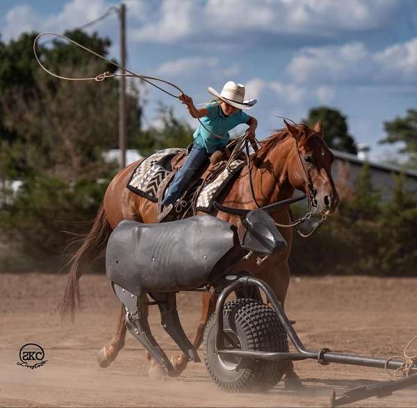 husband-safe-quarter-horse