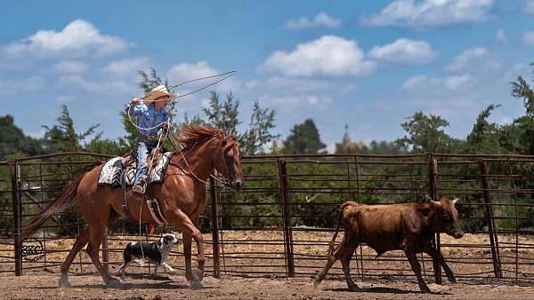 performance-quarter-horse