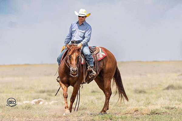 ranch-quarter-horse