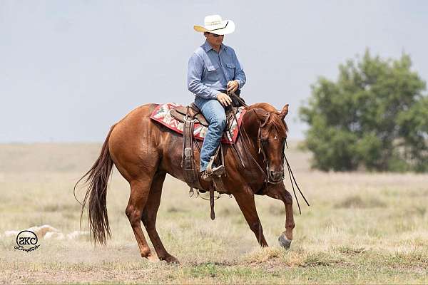 ranch-versatility-quarter-horse