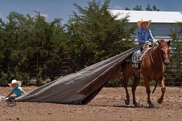 ranch-work-quarter-horse