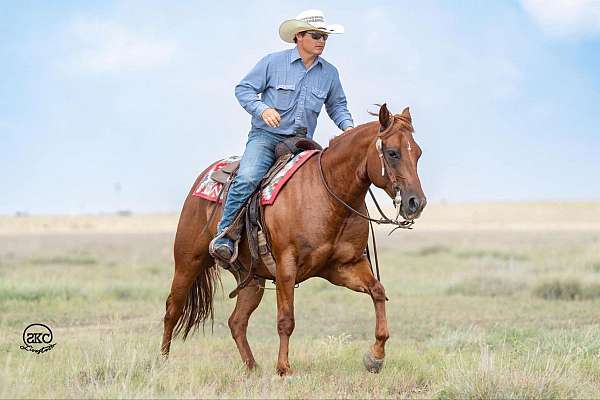 roping-quarter-horse