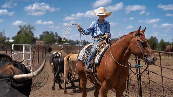 show-quarter-horse