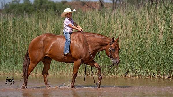 trail-quarter-horse