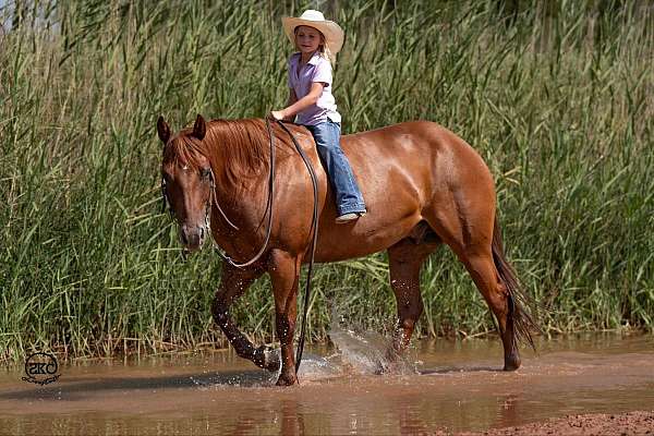 trail-riding-quarter-horse