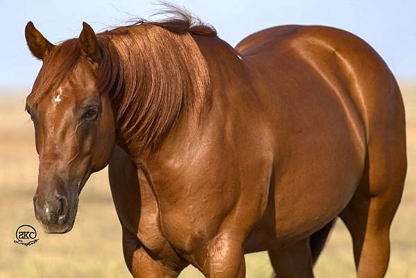 western-riding-quarter-horse