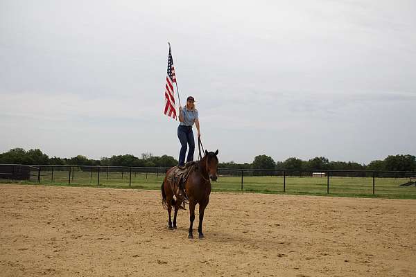 calf-roping-quarter-horse